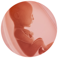 Brain Development in the Womb